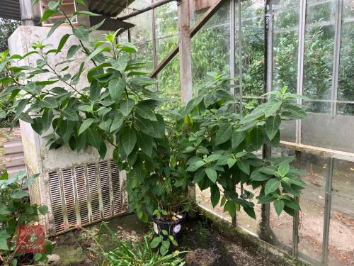 1 X CESTRUM ROSEUM