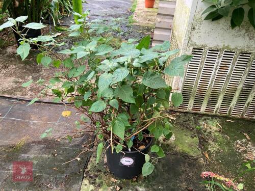 1 X FUCHSIA FULGENS