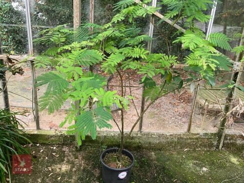 1 X ALBIZIA