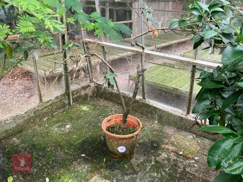 1 X LAGUNARIA PATERSONII