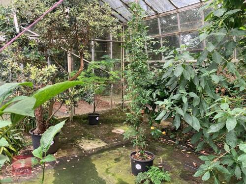 1 X AMELOPSIS CLIMBER