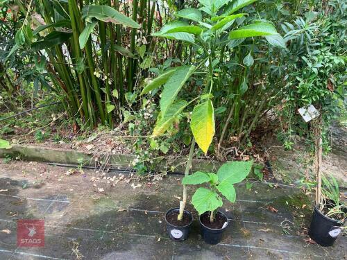 2 X BRUGMANSIA DATURA