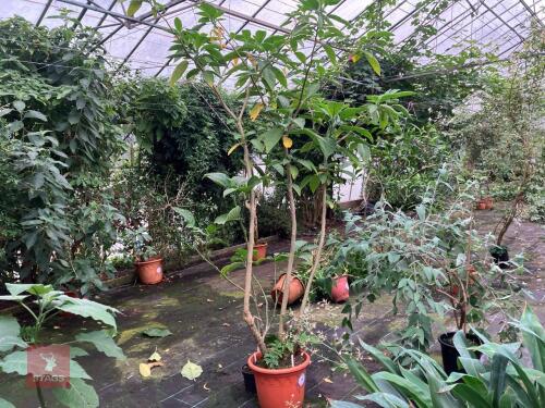 2 X BRUGMANSIA DOUBLE ORANGE