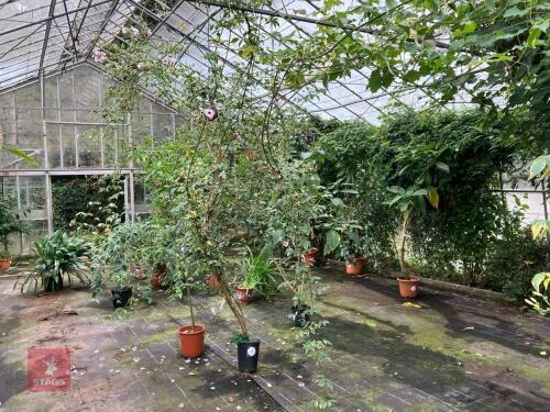 1 X PANDOREA JASMINOIDES CHARISSIMA