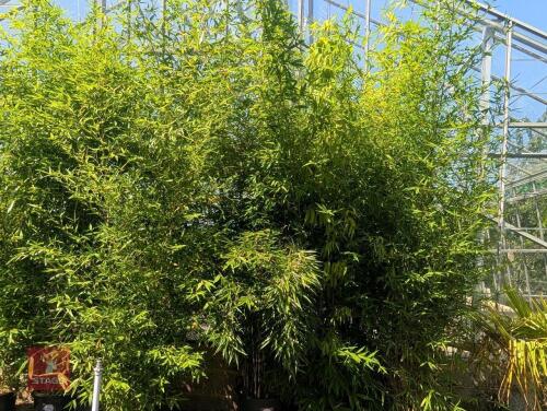 1 X BAMBOO PHYLLOSTACHYS
