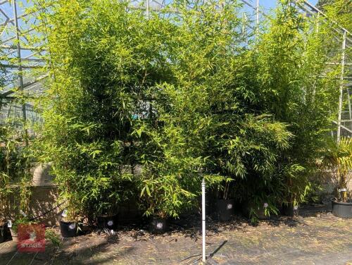 1 X BAMBOO PHYLLOSTACHYS