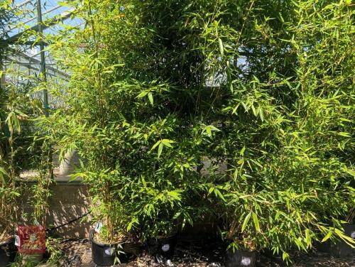 1 X BAMBOO PHYLLOSTACHYS HOLOCHRYSA