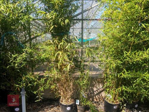 2 X BAMBOO PHYLLOSTACHYS