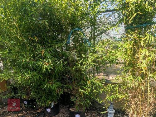 1 X BAMBOO PHYLLOSTACHYS