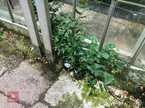 2 X TRICYRTIS FORMOSANA TOAD LILY