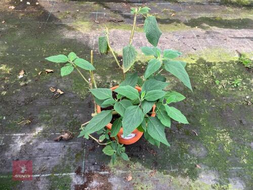1 X SALVIA CONFERTIFLORA