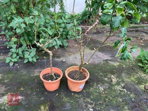 2 X CITRUS MEDICIA SARCODACTYLIS