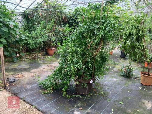 1 X JASMINUM AZORICUM RIVER JASMINE