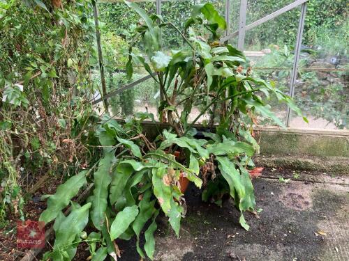 1 X EPIPHYLLUM