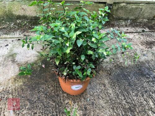 1 X TRADESCANTIA MAIDENS BLUSH