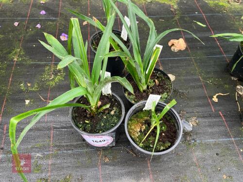 4 X BILLBERGIA NUTANS
