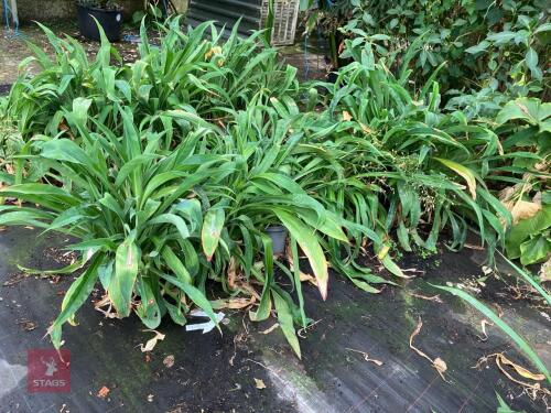 5 X ARTHROPODIUM CIRRATUM
