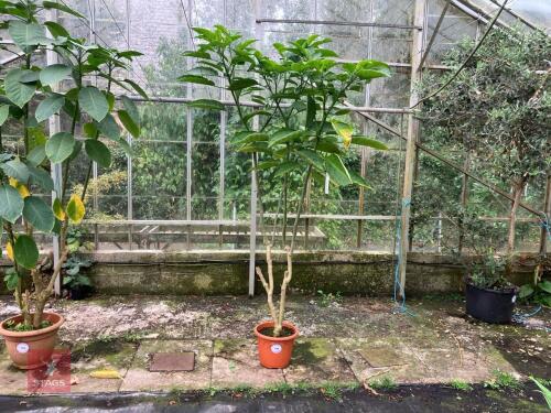 1 X BRUGMANSIA DATURA BABY DOLL
