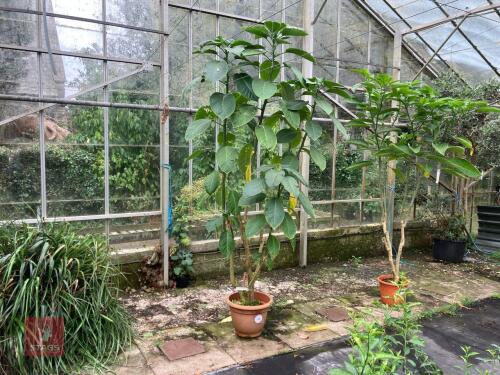 1 X BRUGMANSIA DATURA BABY DOLL