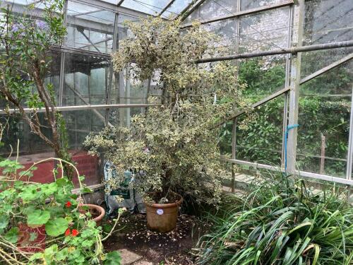 1 X METROSIDEROS EXCELSA VARIEGATA