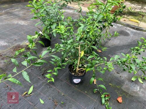 3 X CESTRUM NOCTURNUM