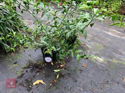 2 X CESTRUM NOCTURNUM
