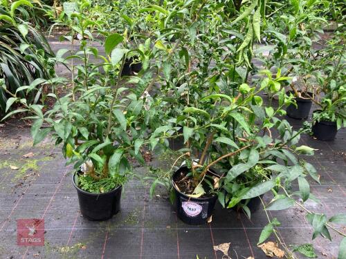 3 X CESTRUM NOCTURNUM