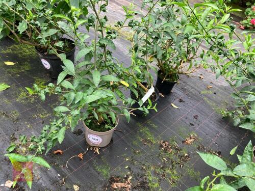 3 X CESTRUM NOCTURNUM