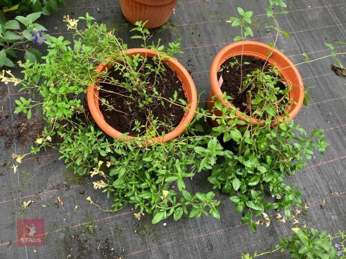 2 X SALVIA CLOTTED CREAM
