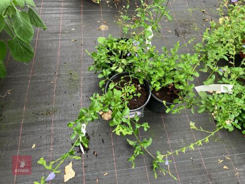 3 X SALVIA BLUE SUEDE SHOES