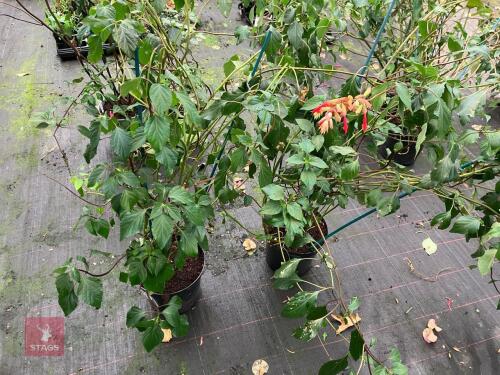 2 X SALVIA EMBERS WISH