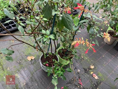 2 X SALVIA EMBERS WISH