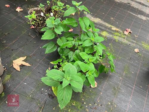2 X SALVIA INVOLUCRATA