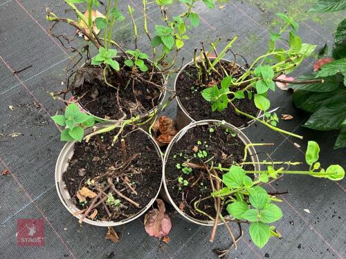 4 X SALVIA ELEGANS