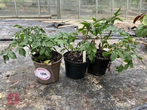 3 X DAHLIA MERCKII