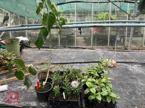 VARIOUS MIXED PLANTS