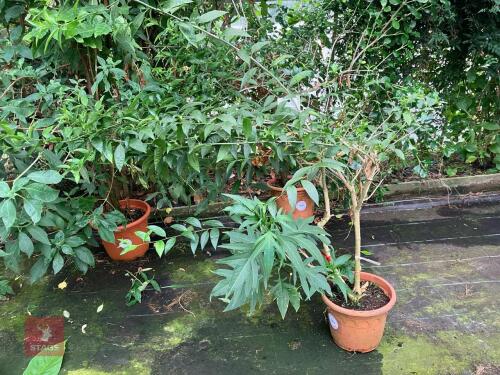1 X CESTRUM NOCTURNUM