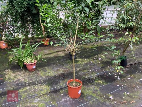 1 X CESTRUM NOCTURNUM