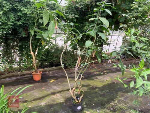 1 X BRVGMANSIA DATURA PINK