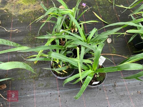 5 X BILLBERGIA NUTANS