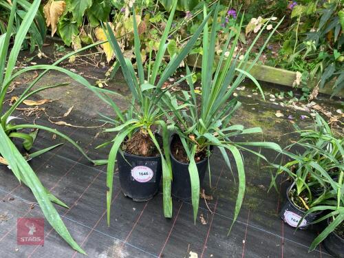 2 X YUCCA