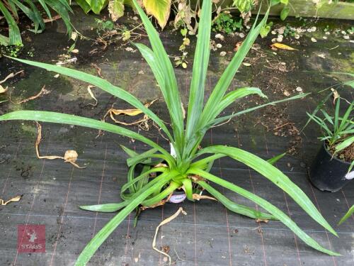 1 X FURCRAEA LONGAEVA