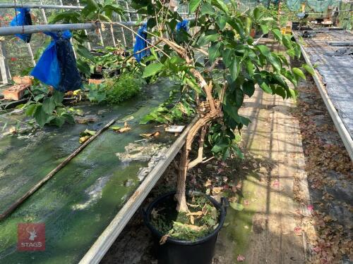 1 LARGE POT OF LONICERA HILDEBRANDIANA