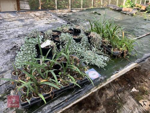 QTY OF VARIOUS MIXED PLANTS