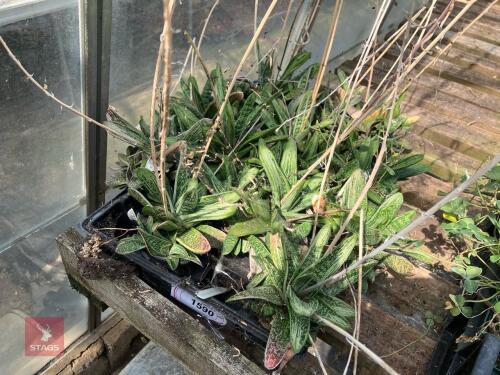 10 X GASTERIA BICOLOUR