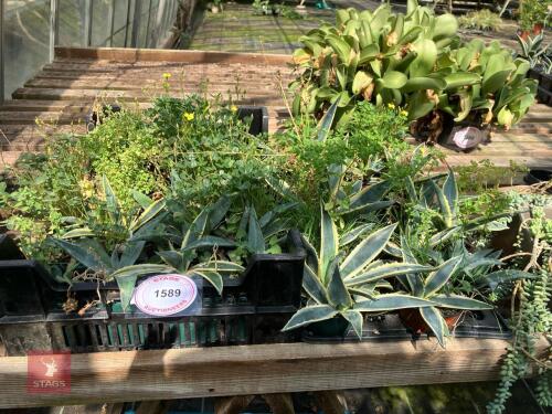 15 X GASTERIA BICOLOUR