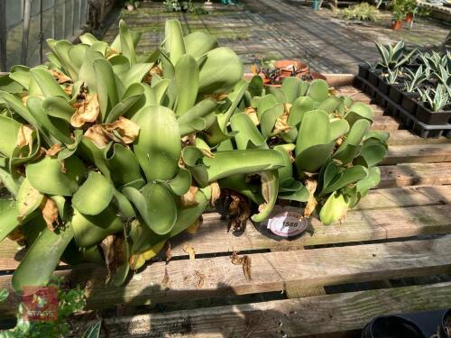 2 X SHAVING BRUSH PLANT