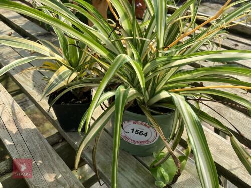 2 X MIXED PLANTS