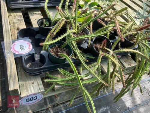 7 X CACTUS