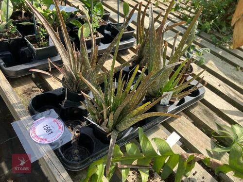 5 X MIXED PLANTS